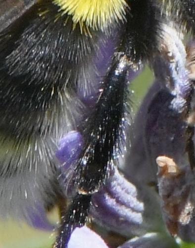 Bombus sp.